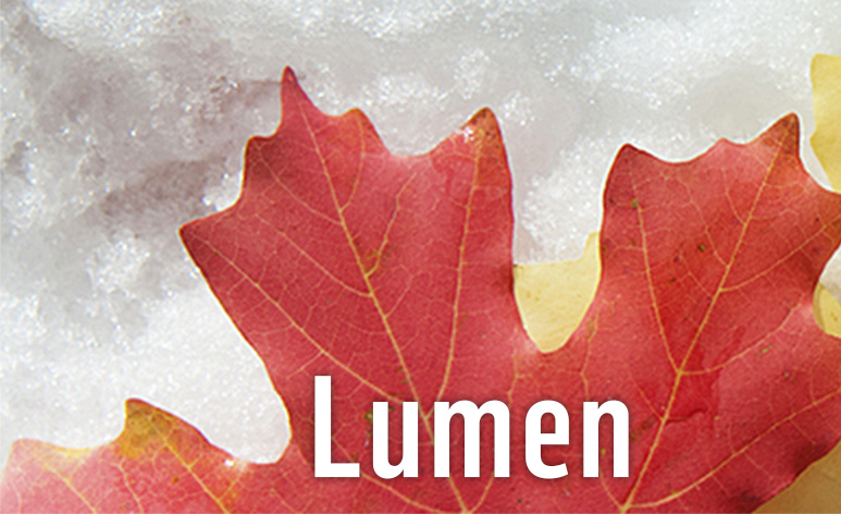 Punainen vaahteranlehti lumihangella.